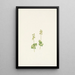 Twayblade des montagnes Rocheuses Ophrys nephrophylla - Mary Vaux Walcott — quadro incorniciato alla parete