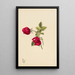 Rose - Mary Vaux Walcott — quadro incorniciato alla parete