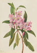 Rhododendron RoseBay Rhododendron carolinianum - Mary Vaux Walcott — Ansicht des Kunstwerks
