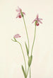 Pogonie rosa Pogonia ophioglossoides - Mary Vaux Walcott — vista dell’opera
