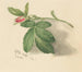 Rosebud - Mary Vaux Walcott — artwork view