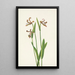 Orchidée bouton de rose Pogonia divaricata - Mary Vaux Walcott — quadro incorniciato alla parete