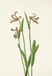 Orchidée bouton de rose Pogonia divaricata - Mary Vaux Walcott — vista dell’opera