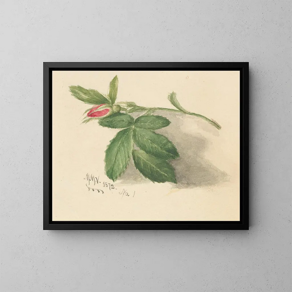 Rosebud - Mary Vaux Walcott — gerahmtes Bild an der Wand