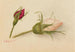 Rose Button Painting - Mary Vaux Walcott — artwork view