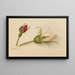 Rose Button Painting - Mary Vaux Walcott — framed artwork on a wall