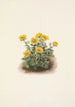 Potentille en rosette Potentilia uniflora - Mary Vaux Walcott — Ansicht des Kunstwerks