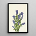 Gentiane à collerette Gentiana calycosa - Mary Vaux Walcott — gerahmtes Bild an der Wand