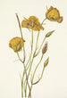 Mariposa de San Diego Calochortus weedii - Mary Vaux Walcott — vista dell’opera