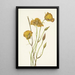 Mariposa de San Diego Calochortus weedii - Mary Vaux Walcott — quadro incorniciato alla parete