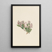 Myrte des sables Leiophyllum lyoni - Mary Vaux Walcott — quadro incorniciato alla parete