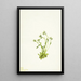 Saxifrage Saxifraga caespitosa - Mary Vaux Walcott — gerahmtes Bild an der Wand