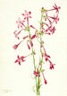 Gilia écarlate Gilia aggregata - Mary Vaux Walcott — Ansicht des Kunstwerks