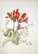 Loco écarlate Astragalus coccineus - Mary Vaux Walcott — vista dell’opera