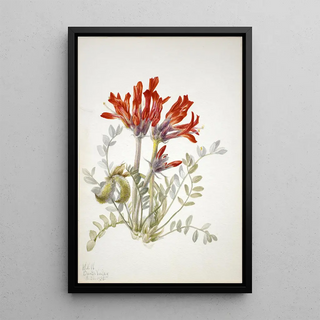 Mary Vaux Walcott - Scarlet Loco Astragalus coccineus.webp