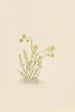 Sedum stenopetalum - Mary Vaux Walcott — Ansicht des Kunstwerks