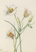 Ségo Lily Calochortus nuttallii - Mary Vaux Walcott — Ansicht des Kunstwerks