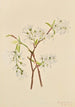 Amélanchier oblongifolia - Mary Vaux Walcott — Ansicht des Kunstwerks