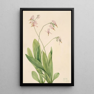 Mary Vaux Walcott - Shooting Star Dodecatheon meadia.webp