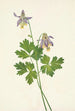 Ancolie à éperon court Aquilegia brevistyla - Mary Vaux Walcott — Ansicht des Kunstwerks