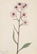 Aster conspicuus - Mary Vaux Walcott — Ansicht des Kunstwerks