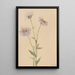 Vergerette salsuginosus - Mary Vaux Walcott — gerahmtes Bild an der Wand