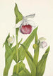Sabot de la Vierge Cypripedium reginae - Mary Vaux Walcott — vista dell’opera