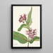 Asclépiade speciosa - Mary Vaux Walcott — quadro incorniciato alla parete
