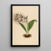 Orchidées spectaculaires Orchis spectabilis - Mary Vaux Walcott — quadro incorniciato alla parete