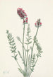 Oxytrope splendens - Mary Vaux Walcott — vista dell’opera