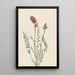 Oxytrope splendens - Mary Vaux Walcott — quadro incorniciato alla parete