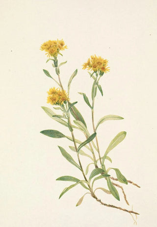 Mary Vaux Walcott - Sidesaddle Goldenrod Solidago ciliosa.webp