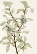 Obst aus versilbertem Chalef Elaeagnus commutata - Mary Vaux Walcott — Ansicht des Kunstwerks