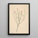 Fleur squelette Lygodesmia juncea - Mary Vaux Walcott | Reproduction — quadro incorniciato alla parete