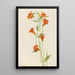 Petit lis tigré Lilium parvum - Mary Vaux Walcott — gerahmtes Bild an der Wand