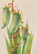Baïonnette espagnole Yucca baccata - Mary Vaux Walcott — Ansicht des Kunstwerks