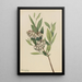 Pieris von Virginie Pieris mariana - Mary Vaux Walcott — gerahmtes Bild an der Wand