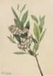 Pieris von Virginie Pieris mariana - Mary Vaux Walcott — Ansicht des Kunstwerks