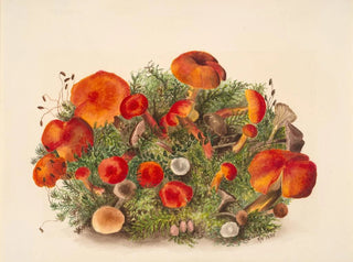 Mary Vaux Walcott - Study of Mushrooms.webp