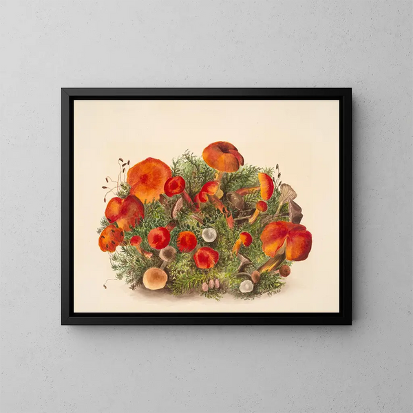 Studie der Pilze - Mary Vaux Walcott — gerahmtes Bild an der Wand