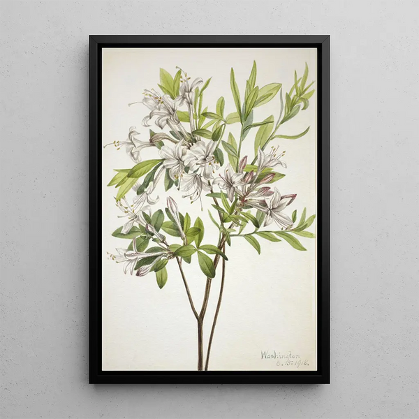 Mary Vaux Walcott - Swamp Azalea Azalea viscosa.webp