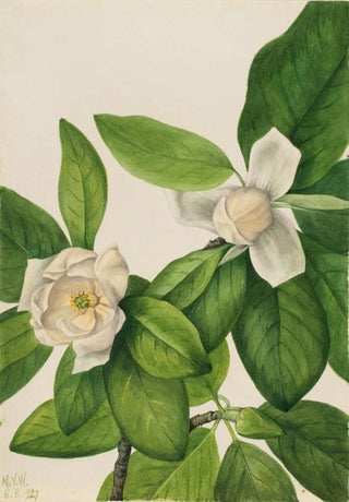 Mary Vaux Walcott - Sweetbay Magnolia virginiana.webp