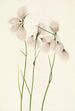 Linaigrette à feuilles étroites Eriophorum angustifolium - Mary Vaux Walcott — vista dell’opera