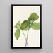 Trille sessile Trillium sessile - Mary Vaux Walcott — gerahmtes Bild an der Wand