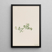Houstonie rampante Houstonia procumbens - Mary Vaux Walcott — quadro incorniciato alla parete