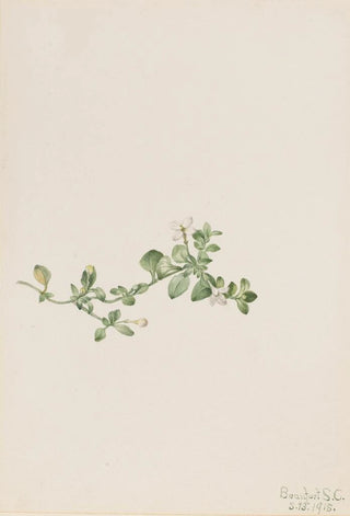 Mary Vaux Walcott - Trailing Houstonia Houstonia procumbens.webp