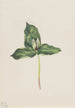 Trille décoloré Trillium discolor - Mary Vaux Walcott — vista dell’opera