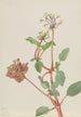 Sans titre Tripterocalyx pedunculatus - Mary Vaux Walcott — vista dell’opera