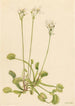 Attrape-mouche de Vénus Dionaea muscipula - Mary Vaux Walcott — Ansicht des Kunstwerks