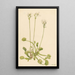 Attrape-mouche de Vénus Dionaea muscipula - Mary Vaux Walcott — gerahmtes Bild an der Wand